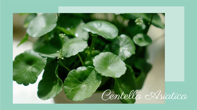 What is Cica in Skincare? The Essence of Centella Asiatica